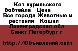 Кот курильского бобтейла › Цена ­ 5 000 - Все города Животные и растения » Кошки   . Ленинградская обл.,Санкт-Петербург г.